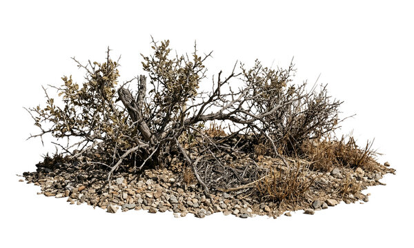 Dry desert bush with brittle branches and gravel ground on transparent background for arid environment visualization and savannah landscape design featuring dead wood and parched vegetation elements.