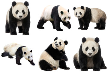 Obraz premium A collection of six adorable giant pandas in various poses, showcasing their iconic black and white fur patterns.