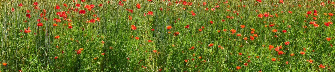 Fototapeta premium Spring, nature or flower field in environment for natural beauty, blooming season or biodiversity. Banner, meadow and red poppies in countryside for ecosystem, eco friendly scenery and sustainability
