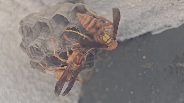 A close-up view of a wasp building its nest showcasing intricate details of the nest and the wasps body structure