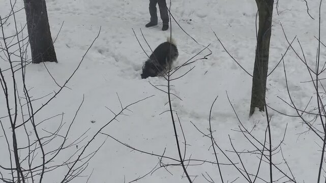 A husky dog is digging in the snow during a walk