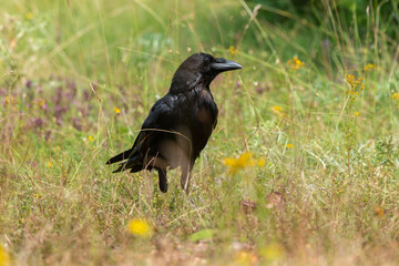 Grand Corbeau, © JAG IMAGES