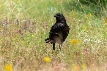 Grand Corbeau, © JAG IMAGES
