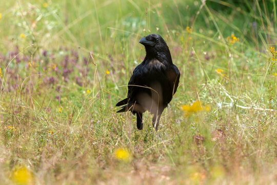Grand Corbeau,