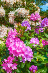 Fototapeta premium Plants, environment and garden with flowers in backyard for bloom, nature and spring season. Sustainability, botany and ecology with rhododendron outdoors for ecosystem, floral blossom and foliage