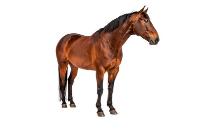 Fototapeta premium Brown horse standing straight on transparent background.