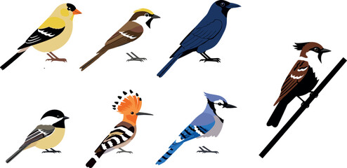 Songbird vector set featuring colorful small birds including finch, jay, hoopoe and crow isolated wildlife illustration collection © MstMukta
