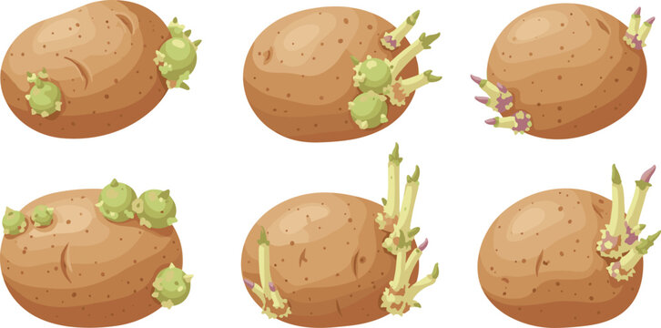 Sprouting potato vector set featuring growing roots and shoots from whole potatoes isolated agriculture and gardening illustration collection