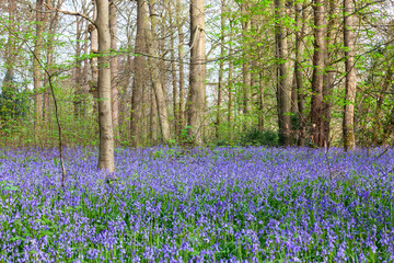 Bluebells in a woodland, English countryside © Richard Waghorn