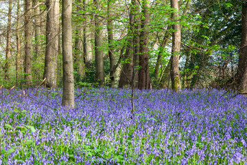 Bluebells in a woodland, English countryside © Richard Waghorn