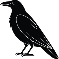 Obraz premium crow on white background