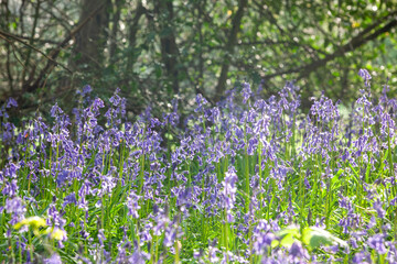 Bluebells in a woodland, English countryside © Richard Waghorn