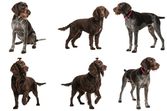 A diverse collection of six adorable German Wirehaired Pointers in various poses.
