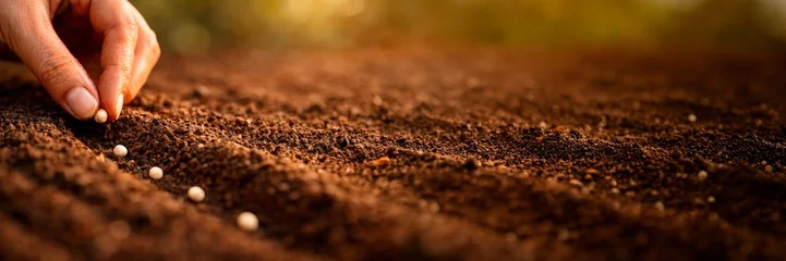 Fotobehang Tuin Hand sowing seeds in soil in wide banner composition with copy space, agriculture and farming concept.  © MonkeyART