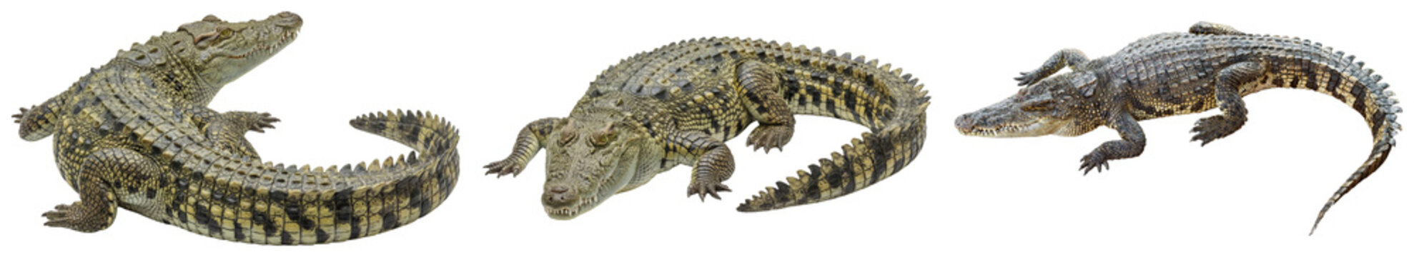 Three crocodiles in a dynamic photography collection, showcasing different active and resting poses on a transparent.