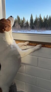 Jack Russell is standing on a balcony with an open window, looking out at the winter landscape.