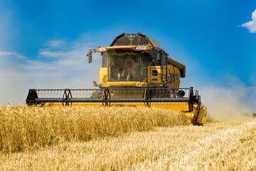 Fototapeta premium Modern yellow combine harvester working in a golden wheat field under a clear blue sky. Professional agricultural machinery harvesting ripe cereal crops in a vast rural landscape