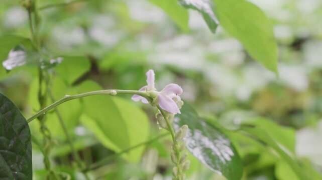 bean plant bud trembling in the rain, with raindrops on leaves and a soft green blurred background.