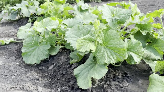 melon plant growing in the garden