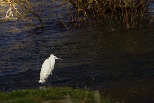 Aigrette garzette au bord du fleuve de la Loire