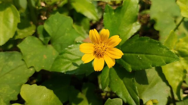 Closeup of a Wedelia flower (Sphagneticola trilobata). A beautiful herb for gardens and traditional medicine