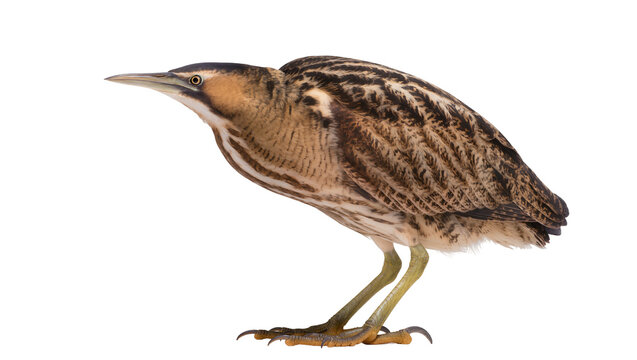 Camouflaged brown bittern bird with striped plumage, isolated on transparent background