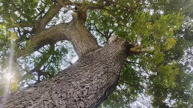 The rain tree, also known as Albizia saman or Samanea saman, features green leaves and sunlight. This tree is known for its wide canopy and its ecological benefits in carbon sequestration