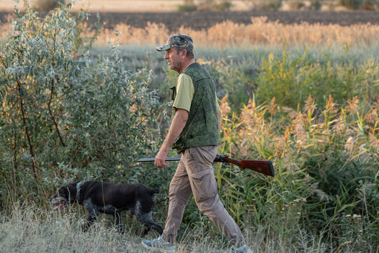 A hunter with a gun and his pet dogs. A spaniel and a german wirehaired pointer drathaar in search of a pheasant.