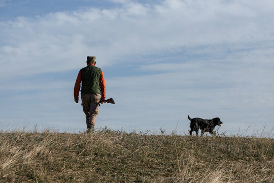 A hunter with a gun and his pet dogs. A spaniel and a german wirehaired pointer drathaar in search of a pheasant.