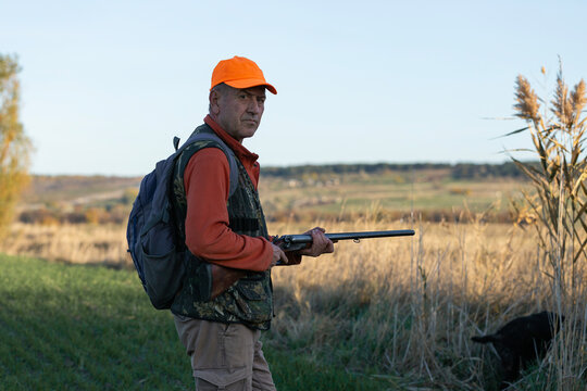 A hunter with a gun and his pet dogs. A spaniel and a german wirehaired pointer drathaar in search of a pheasant.