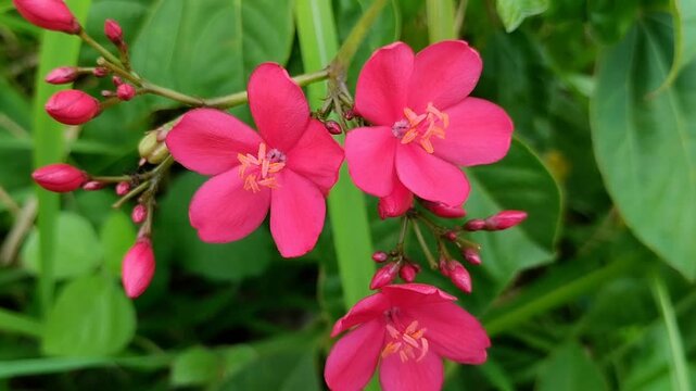 Closeup of vibrant pink Peregrina flower (Jatropha integerrima) blooming in a garden