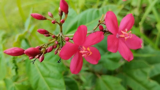 Closeup of vibrant pink Peregrina flower (Jatropha integerrima) blooming in a garden