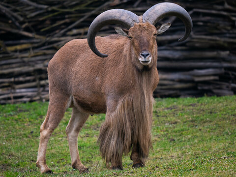 Majestic Barbary sheep standing on green grass in the wild.