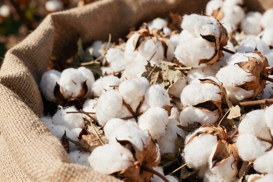 A close-up view of many soft white raw cotton bolls with dried leaves piled inside a rustic burlap sack during the harvest season.