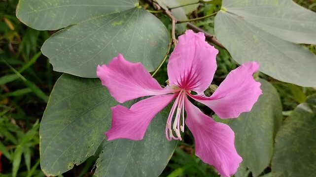 Beautiful pink Bauhinia blakeana or Hong Kong orchid or Butterfly Tree flowers bloom in the morning