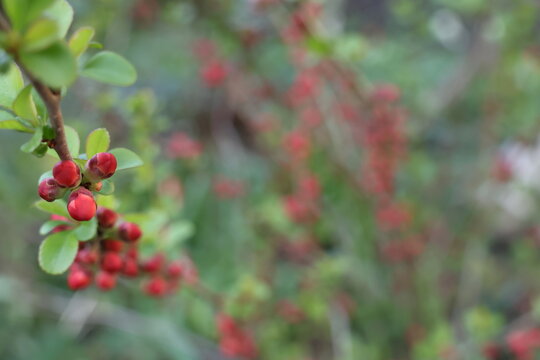 chaenomeles japonica