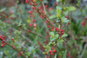 Obraz premium chaenomeles japonica