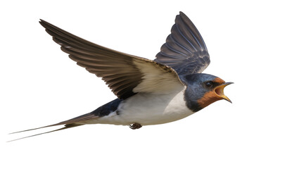 Obraz premium Barn swallow bird with open beak flying, isolated on transparent background