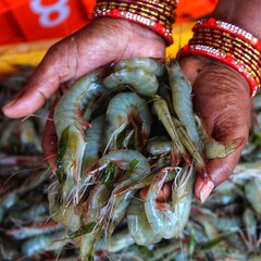 bunch of tiger prawn Penaeus monodon in hand of an south asian woman from different angle © FISH