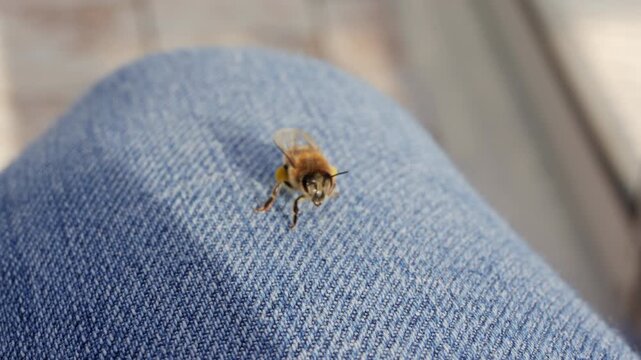 Close up of a bee resting on blue denim fabric with visible texture