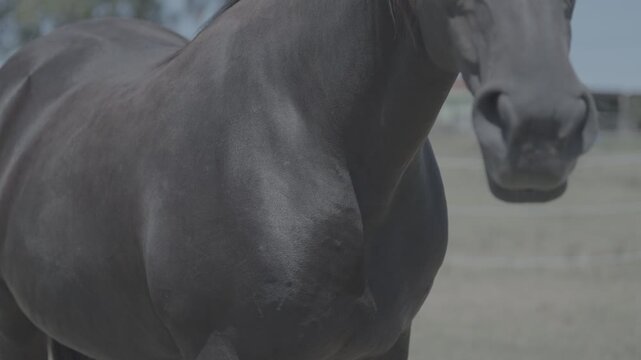 Close up of black horse body standing in rural pastures