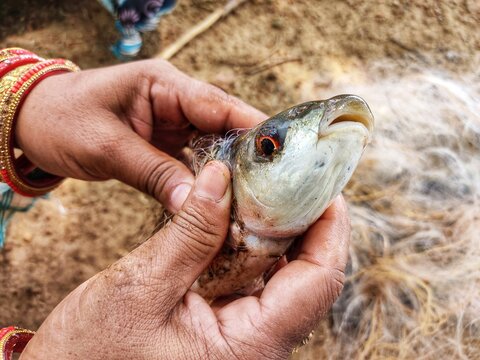 catching fish with fishing net and fish in net