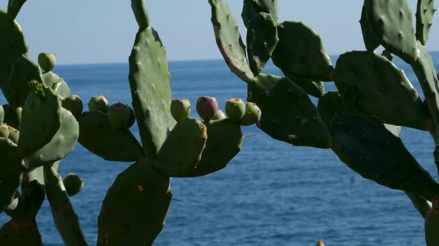 Cactus frames view of natural arch Beach and turquoise ocean water