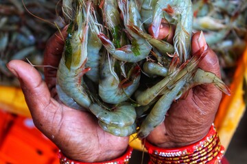 bunch of tiger prawn Penaeus monodon in hand of an south asian woman from different angle © FISH