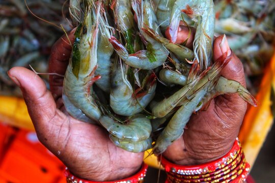 bunch of tiger prawn Penaeus monodon in hand of an south asian woman from different angle