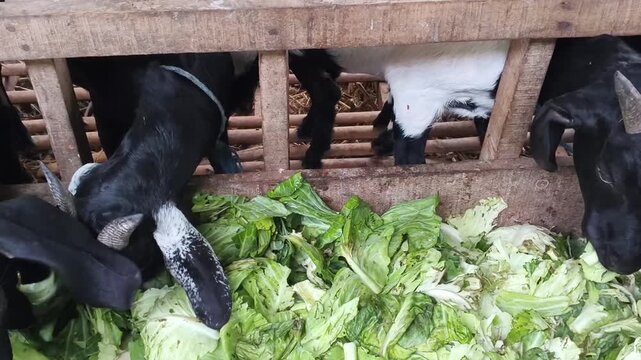 Goats eat cabbage in wooden pen. Black and brown goats nibble green leaves. They are inside a barn with wooden barriers. The goats appear calm while eating. Farm animals feeding
