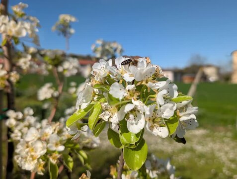 Fiori bianchi primaverili visitati da pi&ugrave; insetti impollinatori, in una scena naturale luminosa che evidenzia biodiversit&agrave; e attivit&agrave; di impollinazione