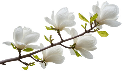 Fototapeta premium White magnolia flowers on a branch, isolated on transparent background