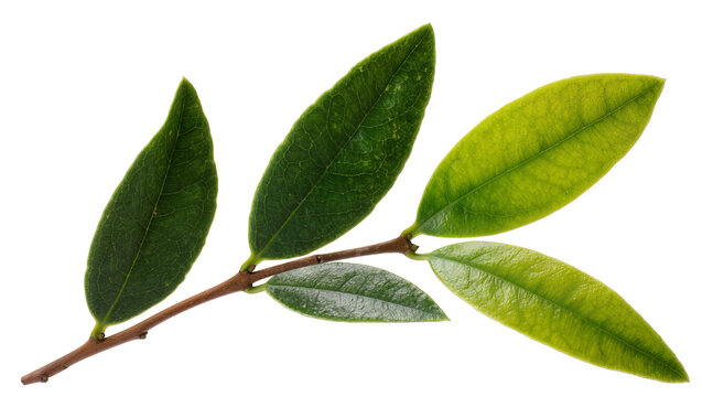 Dark green and yellow leaves on a thin brown branch, isolated on transparent background