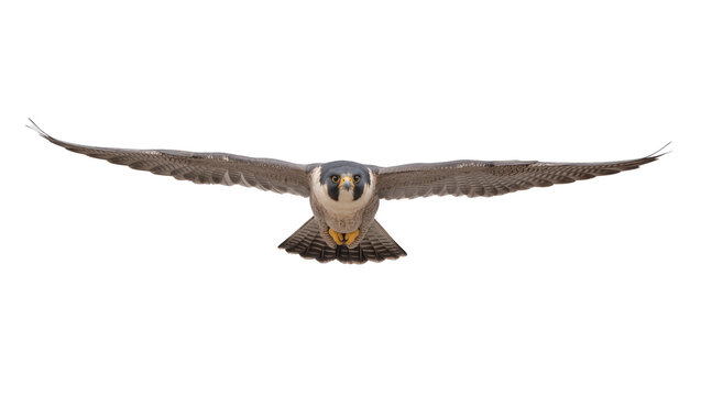 Peregrine falcon with wings spread wide, flying forward isolated on transparent background